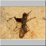 Agenioideus cinctellus - Wegwespe mit Spinne 02f - Sandgrube Niedringhaussee.jpg